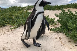 Kapstaden: Heldags privat rundtur med Cape Point & pingviner