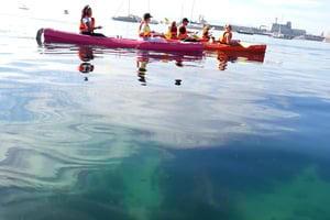 Kapstaden: Guidet kajakeventyr i Simon's Town