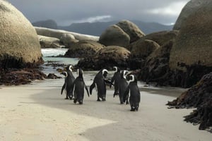 Kapstaden: Halvdagsutflykt Boulders Beach & Penguin Encounter