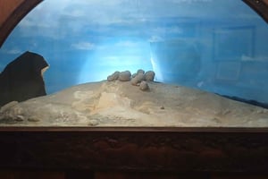 Cape Town: Muizenberg and St James Coastal History Tour