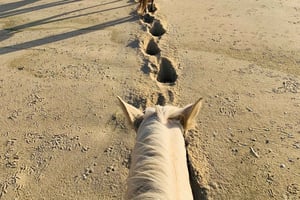 Ciudad del Cabo: paseo a caballo por la playa, cata de vinos y almuerzo