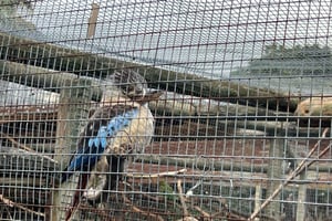 3,000 羽以上の鳥が見られるケープタウンのプライベート ワールド オブ バード ツアー。