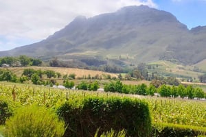 Le Cap : excursion en quad, ferme aux autruches et vignoble