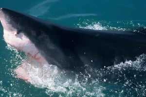 Cape Town: Hajbur-dykning (med morgenmad og frokost)