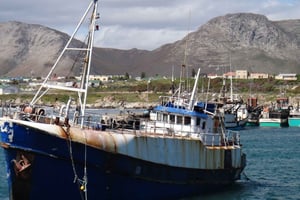 Kapstaden: Hajdykning vid Gansbaai Harbor Tour