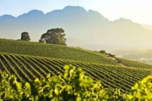 Ciudad del Cabo: tour de vinos por Stellenbosch y Franschhoek con almuerzo