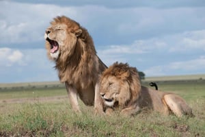 Кейптаун: Сафари на закате в заповеднике Aquila Game Reserve с трансфером