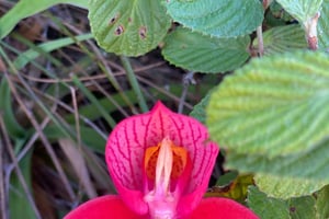 Le Cap : randonnée sur la montagne de la Table et téléphérique