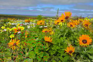 Kapkaupunki: Länsirannikon kansallispuiston kukkakierros ja maistiaiset