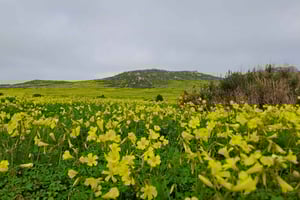 Cape Town: West Coast Spring Tour 2025