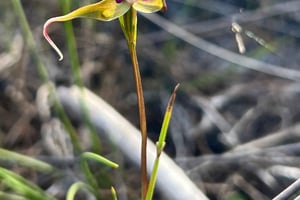 Kapsztad: Wycieczka piesza szlakami dzikich kwiatów