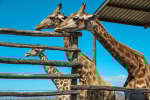 Cape Winelands Family Tour & Wildlife Encounter