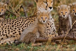 Cheetah Encounter och Cape Wine Tasting Tour.