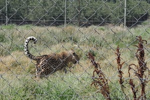 Cheetah, Giraffes Encounter, lion's park ja Wine Tasting