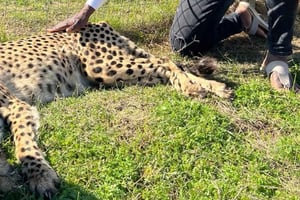 Cheetah Outreach und preisgekrönte Winelands Ganztagestour