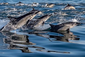 Combo Tour: Marine Wildlife Cruise & Winelands