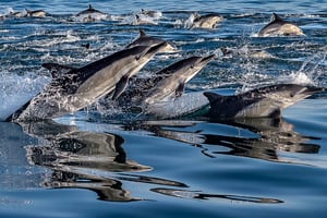 Kombinerad tur: Kryssning med marina djur och vinmarker