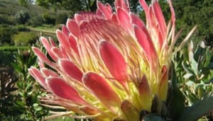 ElainsCape Eco Tours