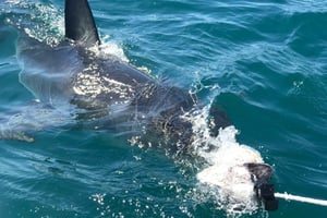 Z Kapsztadu: 2-dniowe safari na Garden Route z nurkowaniem z rekinami