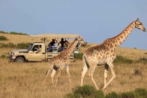 Fra Cape Town: 3-dagers Garden Route-høydepunkter og 4x4-safari