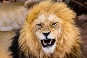 Vanuit Kaapstad: Aquila wildreservaat safari met lunch