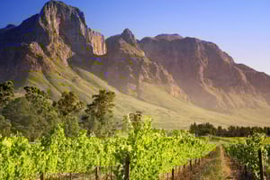 Da Città del Capo: Tour privato guidato di un giorno nelle Cape Winelands