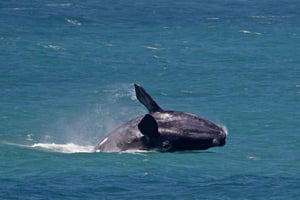 Au départ du Cap : visite d'une jounée à Hermanus pour observer les baleines