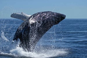 Au départ du Cap : Visite d'une jounée à Hermanus
