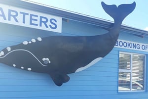 From Cape Town : Hermanus Whale Watching and Winetasting