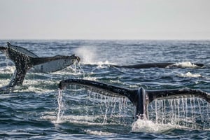 Da Città del Capo: spedizione in barca tra le megattere con pranzo