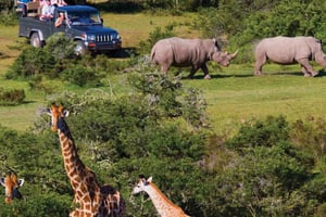 Fra Cape Town: Kruger nasjonalpark 2-dagers safaritur