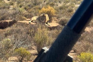 Von Kapstadt: Safari & Weintour