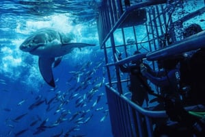 Från Kapstaden: Hajburdykning och pingvintur