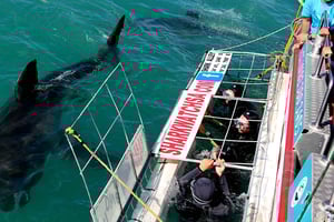 Desde Ciudad del Cabo: Inmersión en jaula de tiburones y excursión con pingüinos
