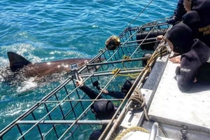Da Cidade do Cabo: Mergulho e observação de tubarões em gaiolas