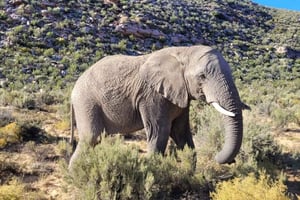 Heldagstur med big five-safari fra Cape Town med transfer