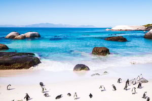 Full Day Cape Peninsula Tour