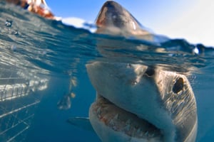 Valkohain häkkisukelluskokemus: Kapkaupunki 6 tuntia