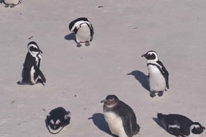 Half Day Penguins Colony and Constantia Wine Tasting Tour