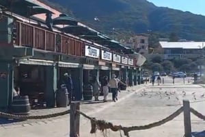 Hout Bay: Båtutflykt till Seal Island med besök på World of birds
