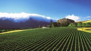 Mont Rochelle Mountain Vineyards