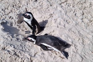 Yksityinen Hyvän toivon niemimaan ja pingviinien kokopäiväretki