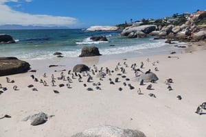 Private Halbtagestour zum Pinguin