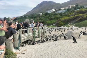 Privat tur: Kaphalvön &Penguin Beach, Cape Point &mer
