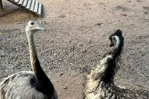 Privat tur i fågelvärlden, Kirstenbosch och Constantia