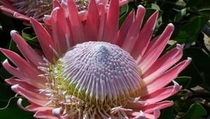 Quintessential Tours