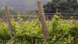 R62 Wine Tours