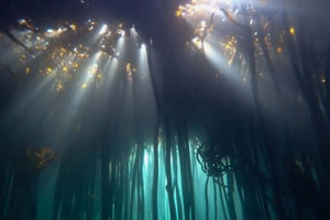 Mergulha na Cidade do Cabo: 2 mergulhos para mergulhadores certificados