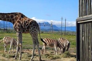 Tour per piccoli gruppi: Casa della Giraffa, visita al ghepardo e vino