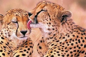 Stellenbosch Giraffe House i Cheetah Outreach z winem